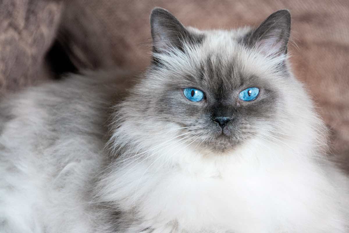Persian cat.jpeg