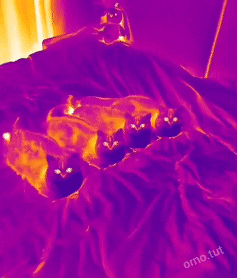 infrared_cats_4045_18.gif