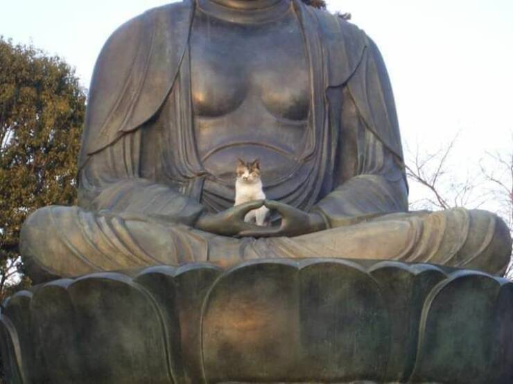 Buddha_cat_4127_640_03.jpg