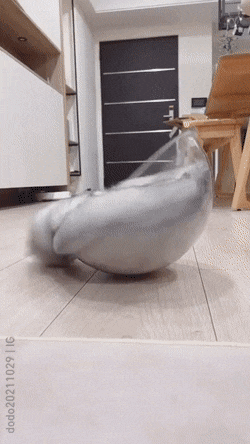 spin_the_cat_4206_18.gif