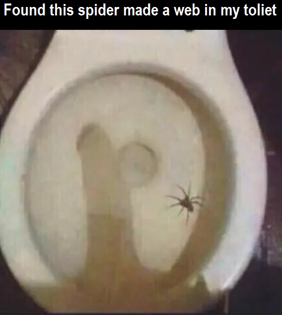 spider.jpg