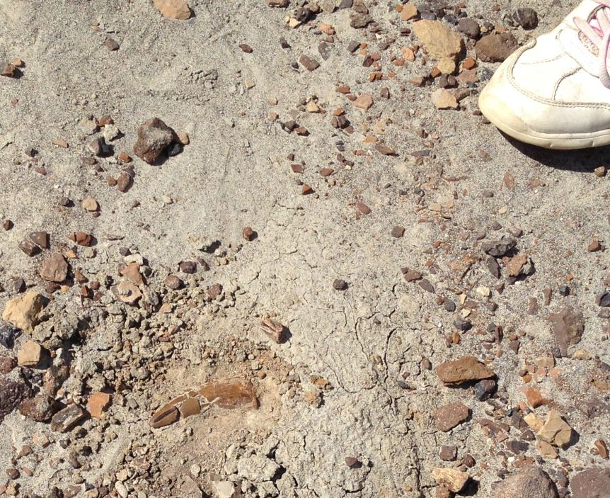 Gorgosaurus tooth in the ground. Centrosaurus bones make up 96% of fossils at the quarry, the other 4% are Gorgosaurus teeth who lost them during scavenging.