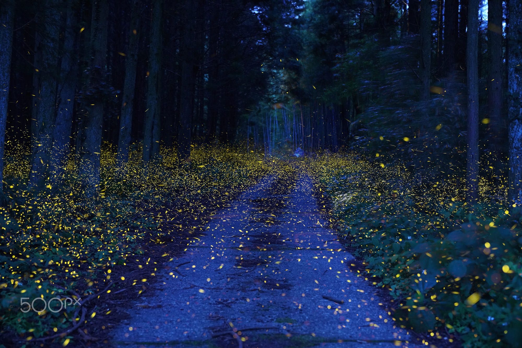 Fireflies_Shikoku_forest.jpg