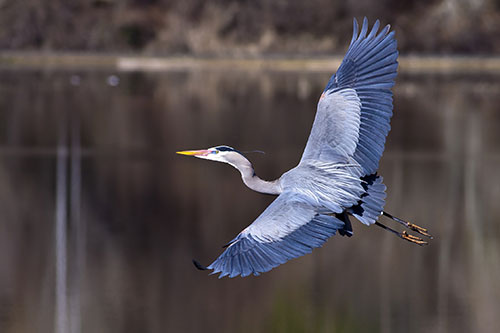 majestic-great-blue-heron-in-flight.jpg