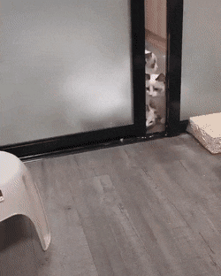 stacking_cats_3226_13.gif