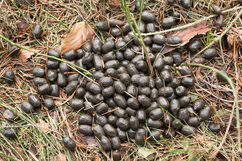 roe-deer-droppings-forest-floor-fresh-european-capreolus-capreolus-woods-88043296.jpg