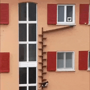 cat_stairs_3639_04.gif