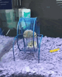 The_Hamster_Hurdles_event_5072_41.gif