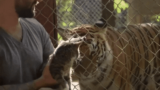 cats_21.gif