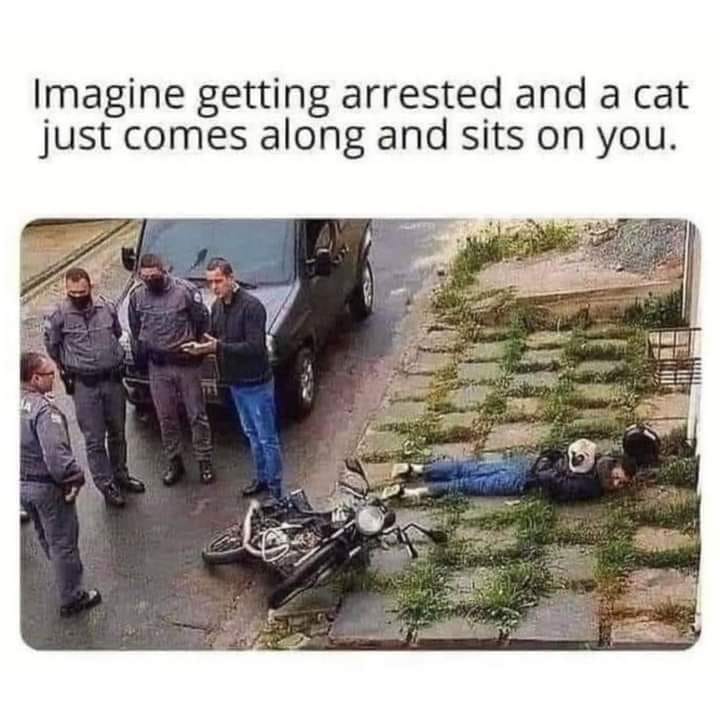 kittyzen's_arrest.jpg