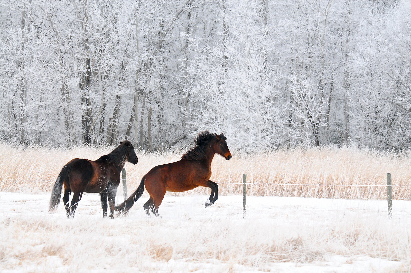 Horses_in_winter_2026.jpg