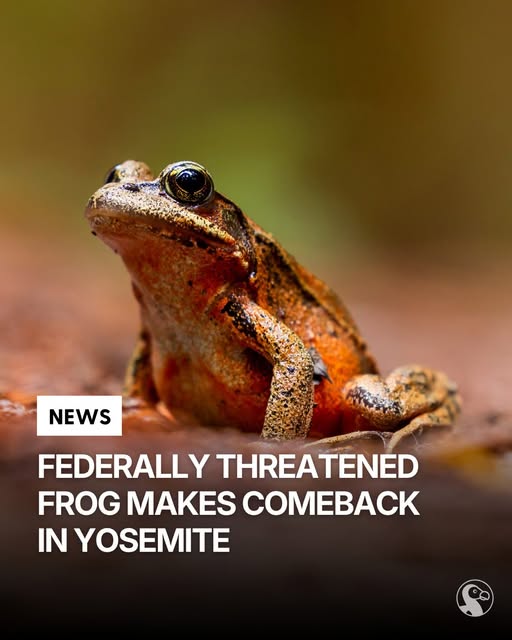 Feds_threaten_Frog.jpg