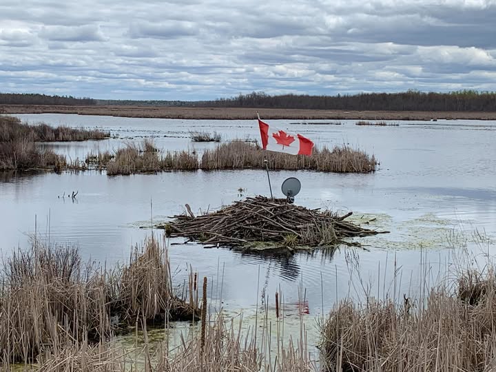 Canadian_beaver.jpg