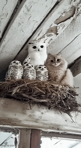 blending_in_4857_54.gif